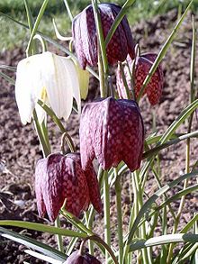 Prava kockavica (Fritillaria meleagris)