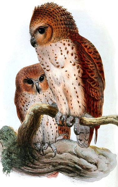Pel’s Fishing Owl
