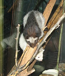 Slender-tailed Cloud Rat.jpg