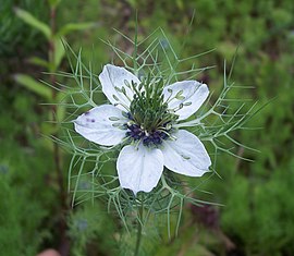 Blomme van Nigella damascena