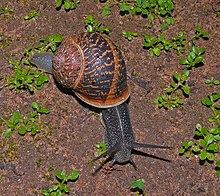 Cornu aspersum (previously Helix aspersa) - the common garden snail - in Israel Snail-wiki-120-Zachi-Evenor.jpg