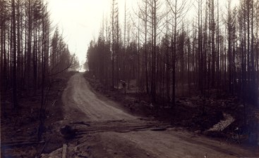 Avbränd skog vid Spannarbodabranden.