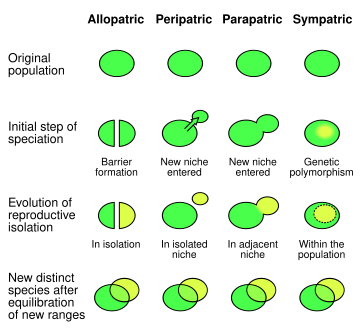 Different modes of speciation Speciation modes.svg