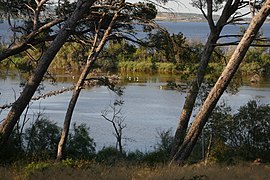 Oiseaux sur l'Ile