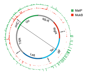 Genome-wide occupancy of MatP and MukB of E. coli A circular layout of the E. coli genome depicting genome-wide occupancy of MatP and MukB in E. coli. The innermost circle depicts the E. coli genome. The regions of the genome which organize as spatial domains(macrodomains) in the nucleoid are indicated as colored bands. Histogram plots of genome occupancy for MatP and MukB as determined by chromatin-immunoprecipitation coupled with DNA sequencing (ChIP-seq) are shown in outside circles. The bin size of the histograms is 300 bp. The figure was prepared in circos/0.69-6 using the processed ChIP-Seq data from. Subhash nucleoid 09.png