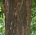 Bark hos Tabebuia pallida