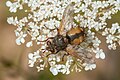 Tachina fera?