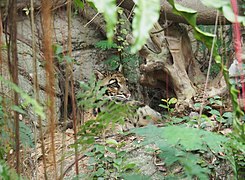 Clouded leopard