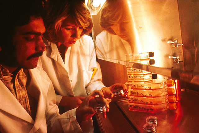 Two technicians one male and one female in laboratory coats are examining plates and tissue culture flasks at a laminar flow hood. The lighting has a soft amber glow.