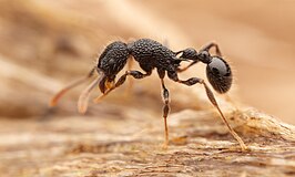 Tetramorium sculptatum