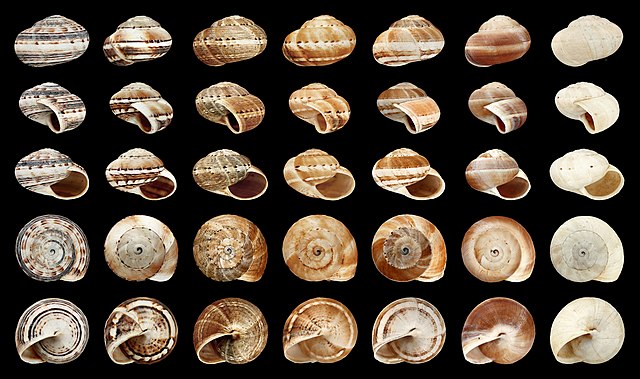Разнообразие вариантов окраски раковины моллюска Theba geminata