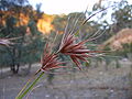 Themeda triandra (en)