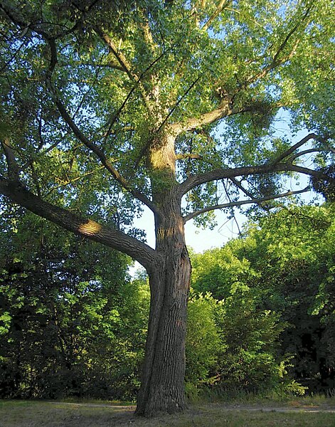 Plik: Topola nad Kanałem 1.jpg