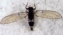 Trioza adventicia.jpg