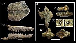 Divers fossiles fragmentaires de mosasaures du groupe des tylosaurinés, le spécimen A (montré en haut à gauche) étant attribué à Taniwhasaurus mikasaenis, le spécimen B (montré à droite) étant attribué à Taniwhasaurus capensis.