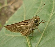 Unidentified Hesperiidae