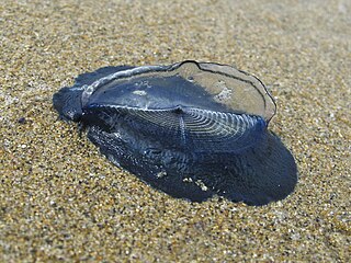 By-the-wind sailor Velella velella washed ashore on sand