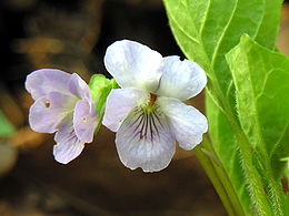 Šlaitinė našlaitė (Viola collina)