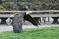 Weisskopfseeadler, Geschlecht?