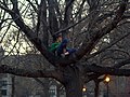 Tree climbing