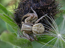 Xysticus striatipes.jpg