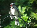 C. c. bromia, Young Northren Blue Jay in Ontario, Canadae