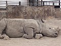 Spitzmaulnashorn (Diceros bicornis) (2008)