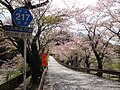 坂戸橋に向かう桜のトンネル