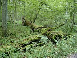 Kidőlt fa a Białowieża-erdőben