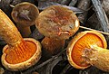 Braunroter Afterleistling (Hygrophoropsis rufa)