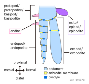 Structure of a biramous appendage. 20211214 arthropod biramous arthropodized appendage morphology en.png