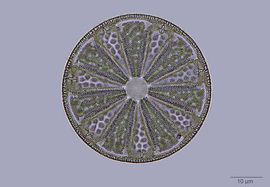 Diatom frustle