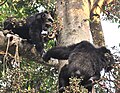 שני זכרים על עץ תאנה בפארק מהאלה בטנזניה. פרוותם הסמורה והשיניים החשופות מראים על עוינות ביניהם.