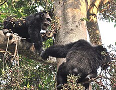 Двоє шимпанзе у національному парку Махале-Маунтінз