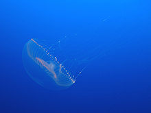 Photo of live jelly in the sea