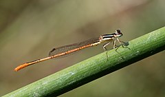 ♂ Agriocnemis falcifera