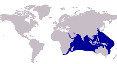 Distribuição natural do xaréu-real-indiano (em azul).