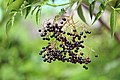 American elderberry