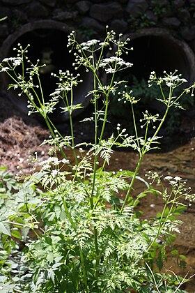 Anthriscus sylvestris