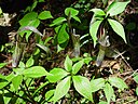 Arisaema urashima Urashimasou in Hijiridake 2002-5-28.jpg