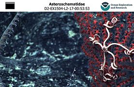 Une ophiure euryale de la famille des Asteroschematidae (abyssale)