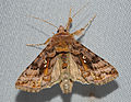 Ziest-Silbereule (Autographa pulchrina)