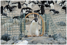 Example of data collection in the biological sciences: Adelie penguins are identified and weighed each time they cross the automated weighbridge on their way to or from the sea. Automated weighbridge for Adelie penguins - journal.pone.0085291.g002.png