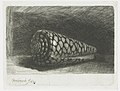 Conus Marmoreus (print)