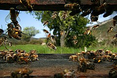 Photo en couleur montrant des abeilles de l'intérieur d'un cube en bois, avec vue sur un jardin