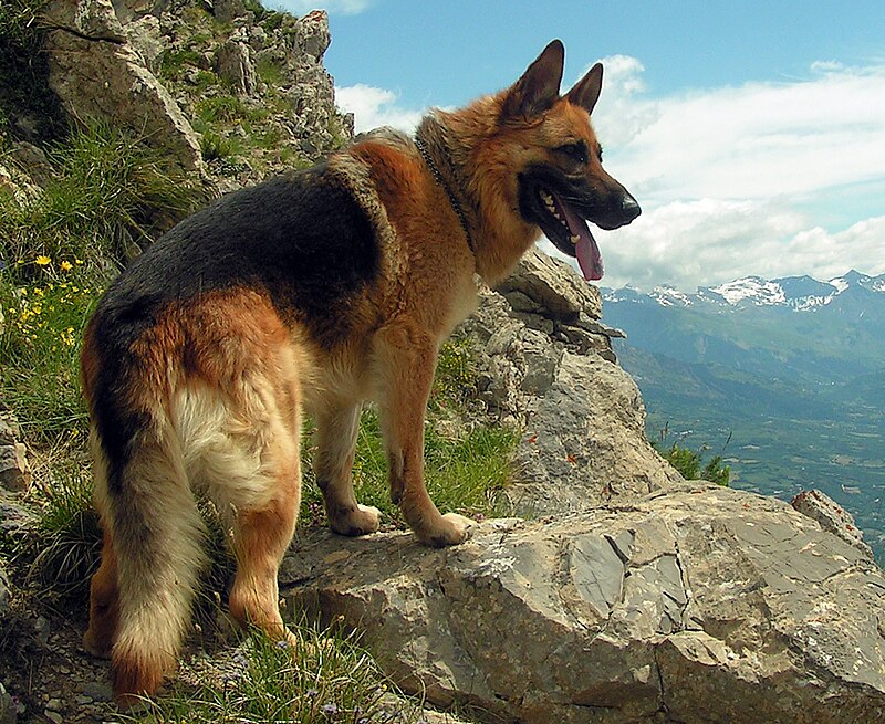 Αρχείο:Berger allemand en montagne 2.jpg