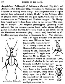 Alpheus Spring Packard's 1872 book Mammoth Cave and its Inhabitants used the example of cave beetles (Anophthalmus and Adelops) that had become blind to argue for Lamarckian evolution through inherited disuse of organs. Blind insects in Packard's Mammoth Cave and its Inhabitants 1872.jpg