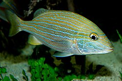 Blue Stripe Grunt. Haemulon sciurus.jpg