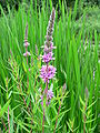 Lythrum salicaria (Purple loosestrife)