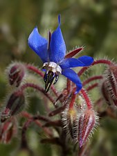 05/04: Flor d'una borratja, planta comestible i medicinal, fotografiada al Perelló (Baix Ebre).